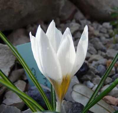 crocus_hyemalis.jpg