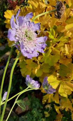 Scabiosa