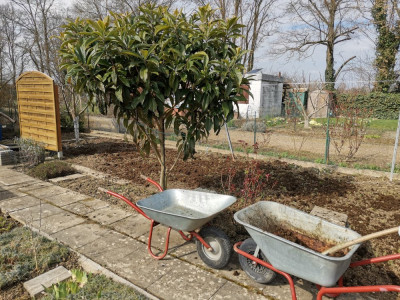 Wollmispel 20250315.jpeg