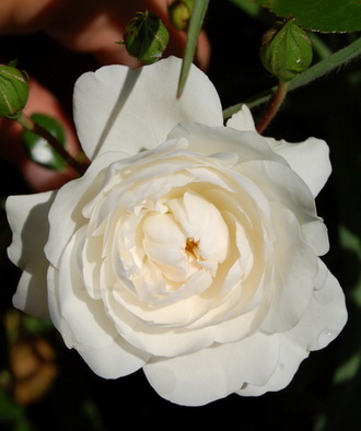 Sea_Foam_DSC_0055.jpg