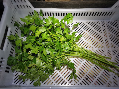 Petersilie 20251107.jpeg