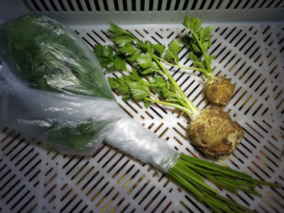 Sellerie 20251107.jpeg