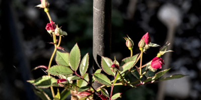 ROSA LIBERTAS im November.jpg