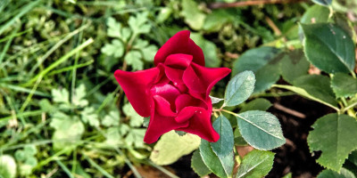ROSA BLACK FOREST im Novmber.jpg