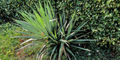 GERANIUM SANGUINEUM VAR STRIATUM APFELBLÜTE im November.jpg