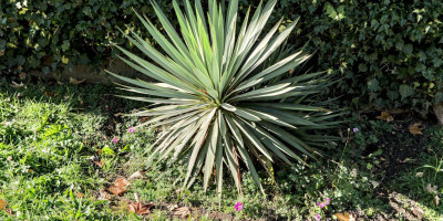 GERANIUM SANGUINEUM VAR STRIATUM ANKUMS PRIDE im November.jpg