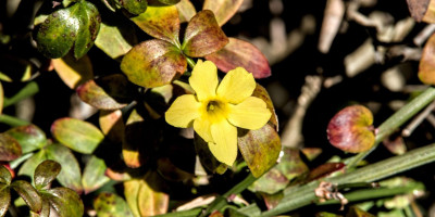 JASMINUM NUDIFLORUM im November.jpg