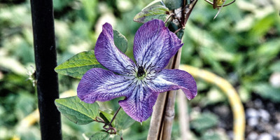 CLEMATIS VITICELLA VENOSA VIOLACEA im November.jpg