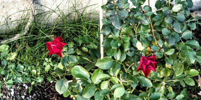 ROSA BLACK FOREST 2.jpg