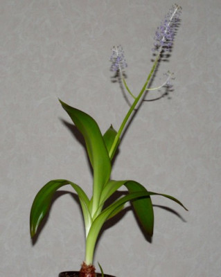 Scilla_latifolia_838.JPG