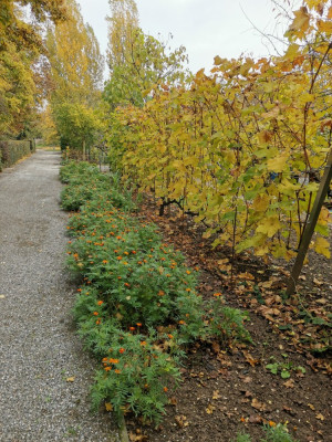 Tagetes 20251108.jpeg