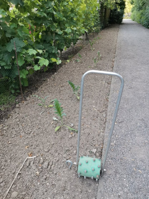 Tagetes 20250622.jpeg