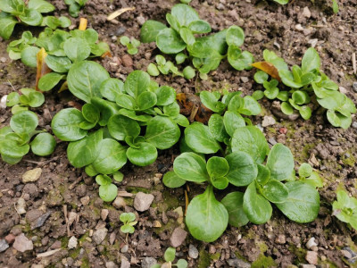 Feldsalat 20251108.jpeg