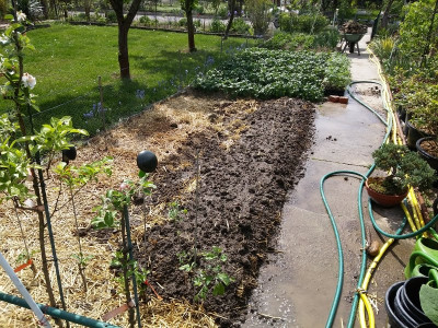 Gurken Strohkultur3.jpg