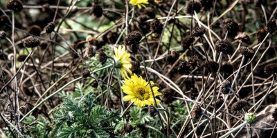 ANTHEMIS TINCTORIA DWARF FORM.jpg