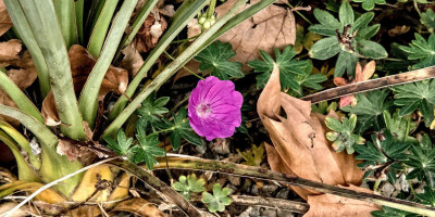 GERANIUM SANGUINEUM MAX FREI.jpg