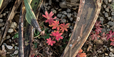GERANIUM SANGUINEUM MAX FREI Blätter.jpg