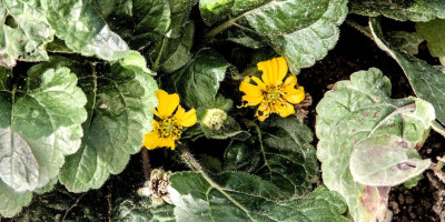 CHRYSOGONUM VIRGINIANUM ANDRE VIETTE.jpg