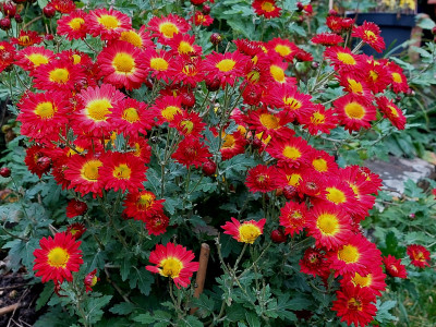 20241106_141414 - Kopie.jpg