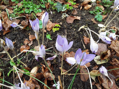 Crocus speciosus