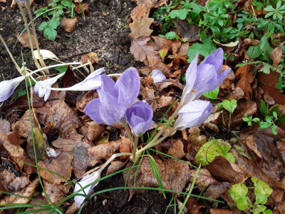 Crocus speciosus