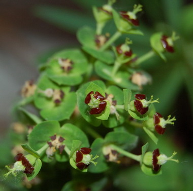 DSC_0031_Euphorbia_Black_Pearl1.jpg