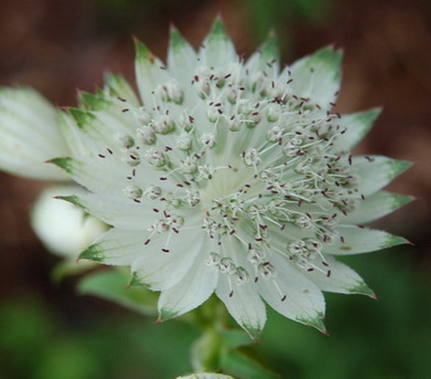DSC_0013_Astrantia1.jpg