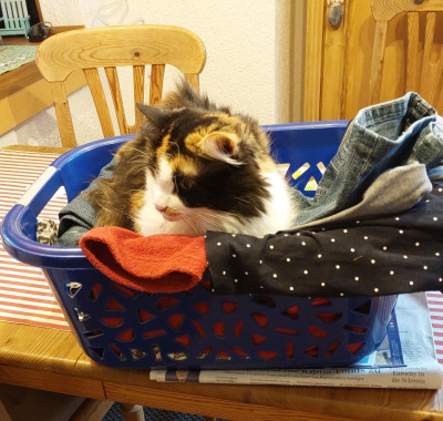 Bügeln und Katze......