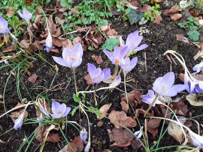 Crocus speciosus