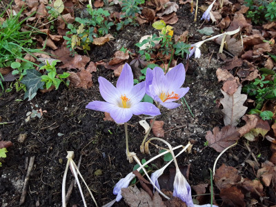 Crocus speciosus