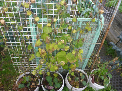 Physalis - Ende Oktober - 10 Tage nach dem Frost