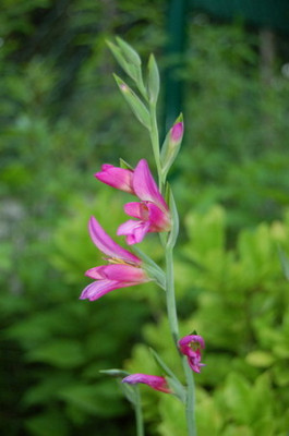 DSC_0003_Gladiola_byz1.jpg