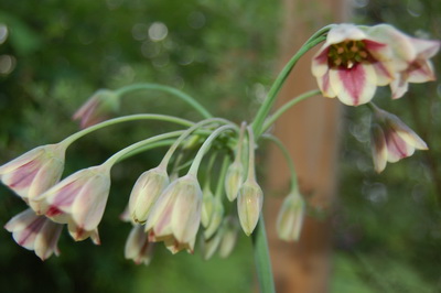 DSC_002_Nectaroscordum1.jpg