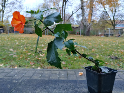 ... hat eine lange Reise überstanden, wurde von einer <br />weitaus größeren Pflanze zweimal umgerissen ...