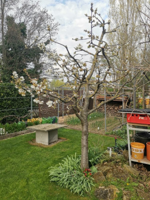 Süßkirsche 20240322.jpeg