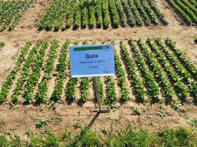 Feldsalat Gala 20230914.jpeg