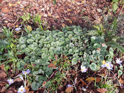 Hederifolium und Coum