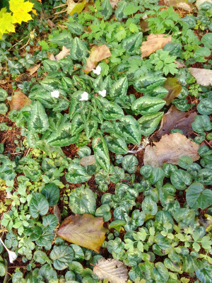 Hederifolium und Coum