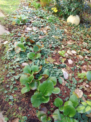 Hederifolium und Coum