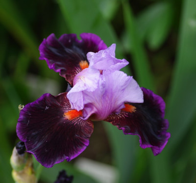 IMGP2429.jpg