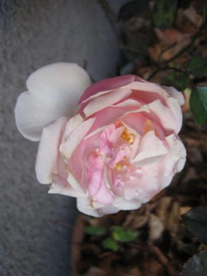 IMG_4343_Small.JPG