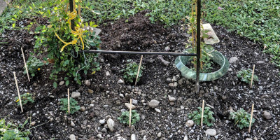 Rosenbogen mit POTENTILLA CRANTZII GOLDRAUSCH.jpg