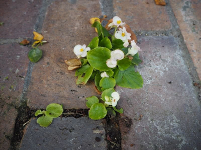 Fugengarten 12.11.25 ue.JPG