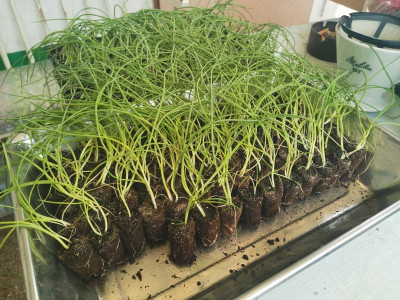 Zwiebeln pflanzen 1.jpeg