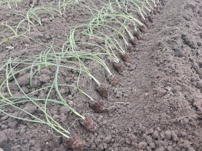 Zwiebeln pflanzen 2.jpeg