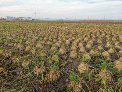 Sellerie geschlegelt.jpeg