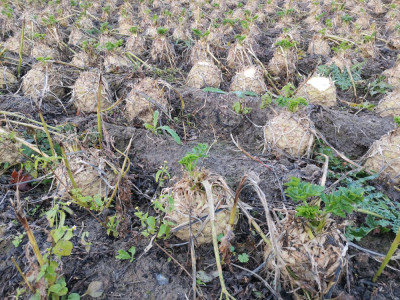 Sellerie Grabenpflanzung.jpeg