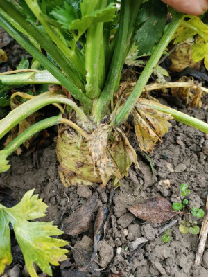 Sellerie 60 20251109.jpeg