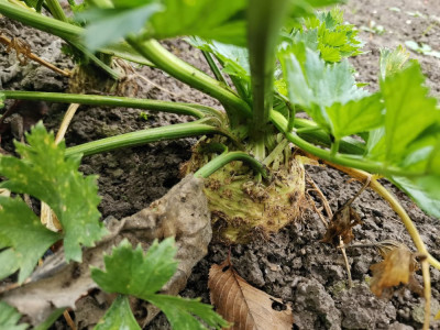 Sellerie 105 20251109.jpeg