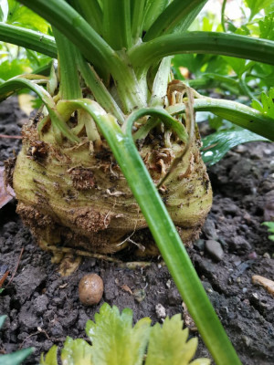 Sellerie 116 20251109.jpeg